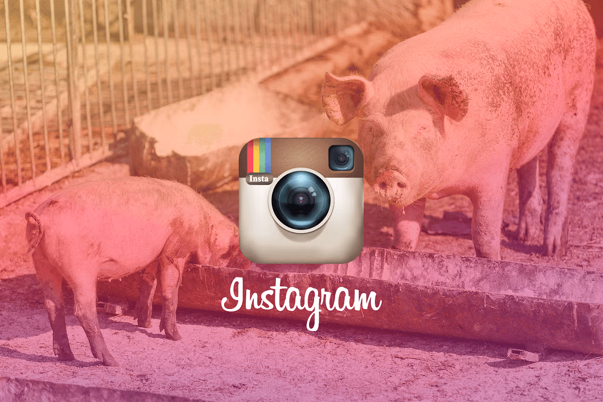 Instagram's Immersive Feed is a Pig Trough